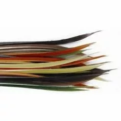 Turkey (kalkoen) Biots