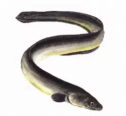 Palinghuid (Eel Skin)